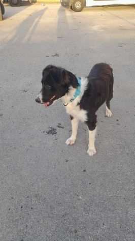 Jimmy simil border collie