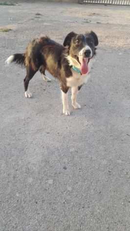 Jimmy simil border collie