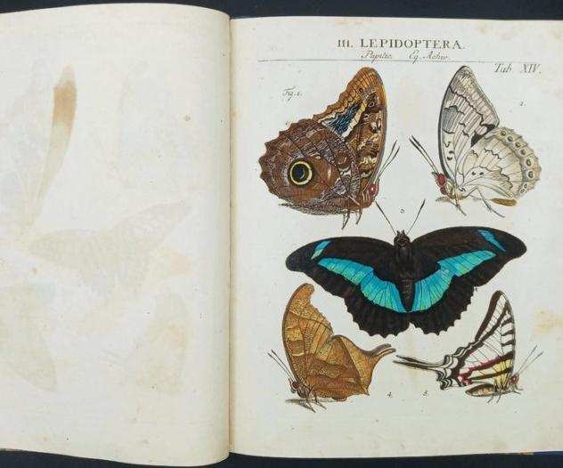 Johann Heinrich Sulzer  Carl Linnaeus  Johann Rudolph Schellenberg - Abgekuumlrzte Geschichte der Insecten - 1776