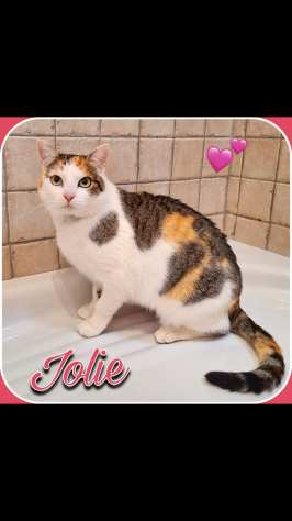 Jolie adorabile gattina di un anno e mezzo