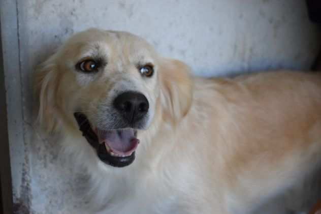 JOZEFINA derivato golden retriver - taglia media - ADOZIONE