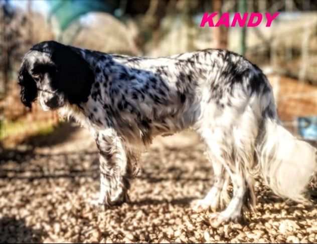 KANDY bellissima setterina 6anni