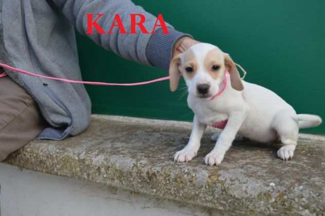 Kara una meravigliosa cucciola taglia piccola