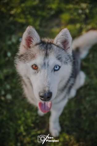 Keope, magnifica HUSKY aspetta una famiglia