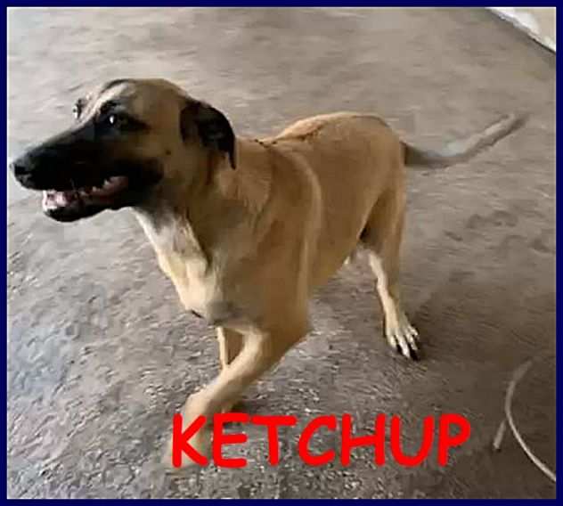 KETCHUP cucciolone 8 mesi ancora in canile