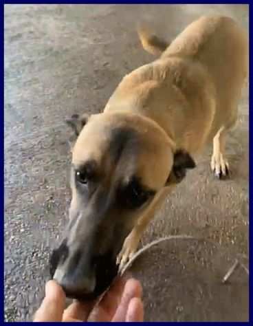 KETCHUP cucciolone 8 mesi ancora in canile