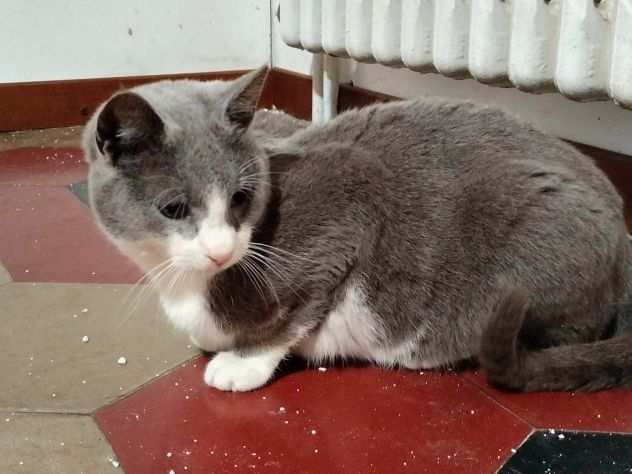 KLAUS, dolce gatto in adozione