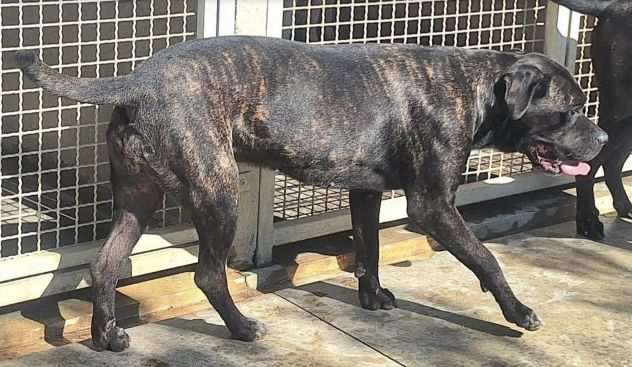 Klelia 2 anni cane corso