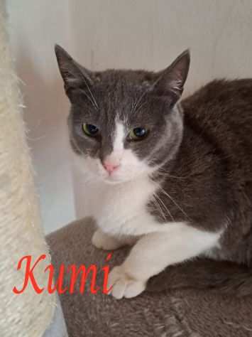 KUMI, dolce gatta in adozione