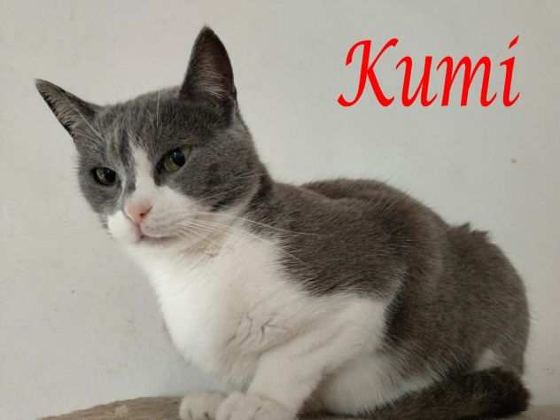 KUMI, dolce gatta in adozione