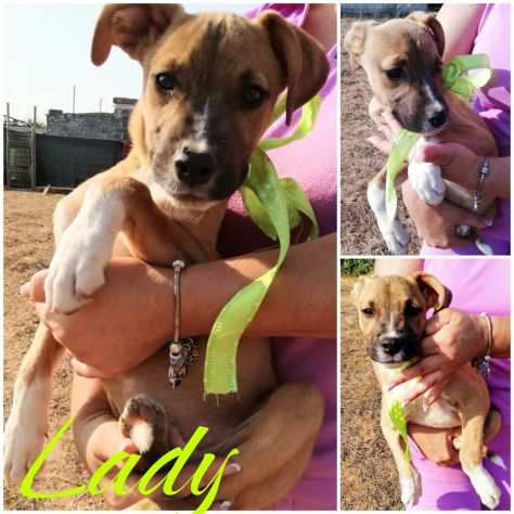 La dolcissima Lady Pittbull in adozione