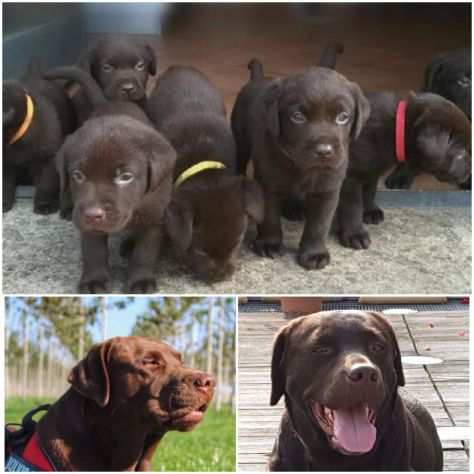 Labrador Choccolate cuccioli