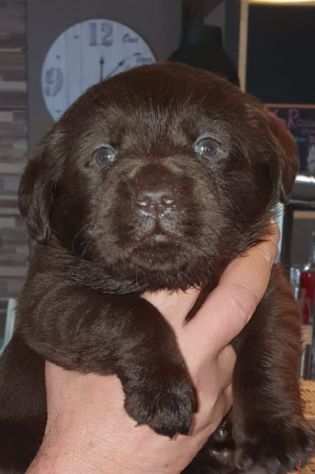 Labrador Choccolate cuccioli