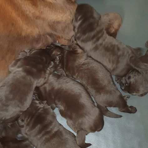 Labrador Choccolate cuccioli