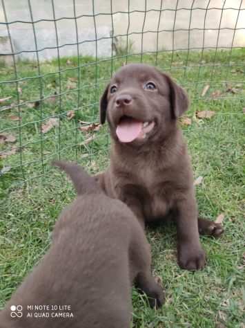 Labrador Choccolate cuccioli