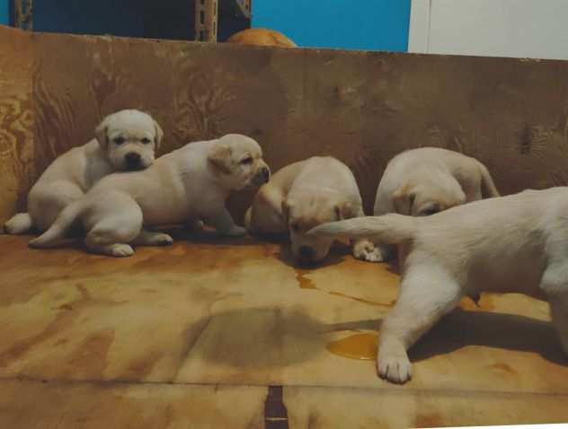 Labrador cuccioli