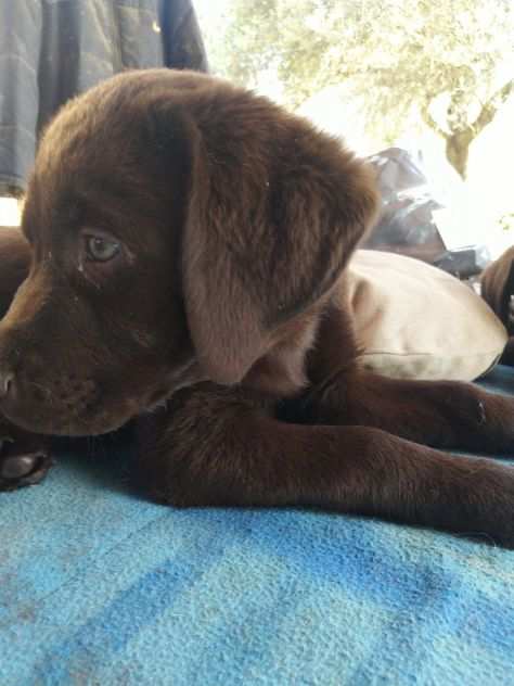 Labrador cuccioli choccolat