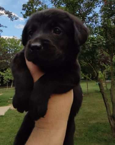 Labrador cuccioli neri