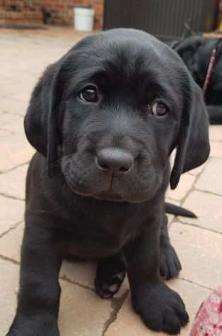 Labrador cuccioli neri