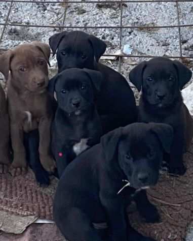 Labrador cuccioli neri e marrone salvati.CALABRIA