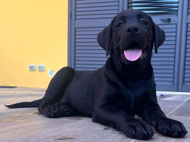 Labrador femmina con pedigree enci