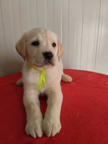 Labrador femminuccia con Pedigree