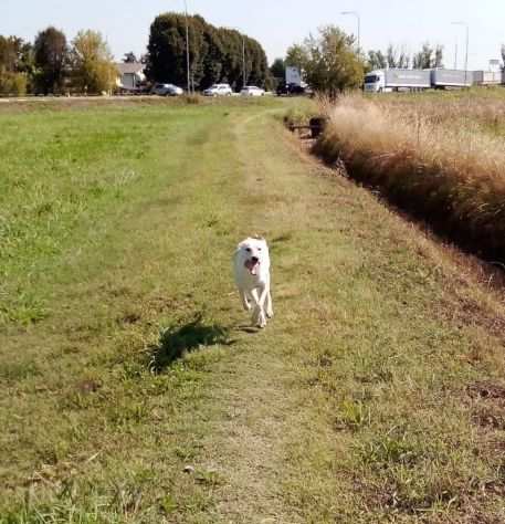 LABRADOR INCR., ASTRO, 10 MESI NE HA GIA PASSATE TANTE, SERVE UNA CASA X LUI