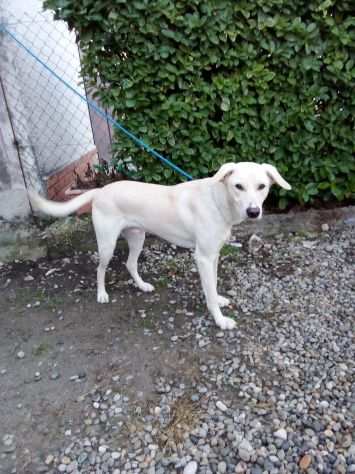 LABRADOR INCR., ASTRO, 10 MESI NE HA GIA PASSATE TANTE, SERVE UNA CASA X LUI