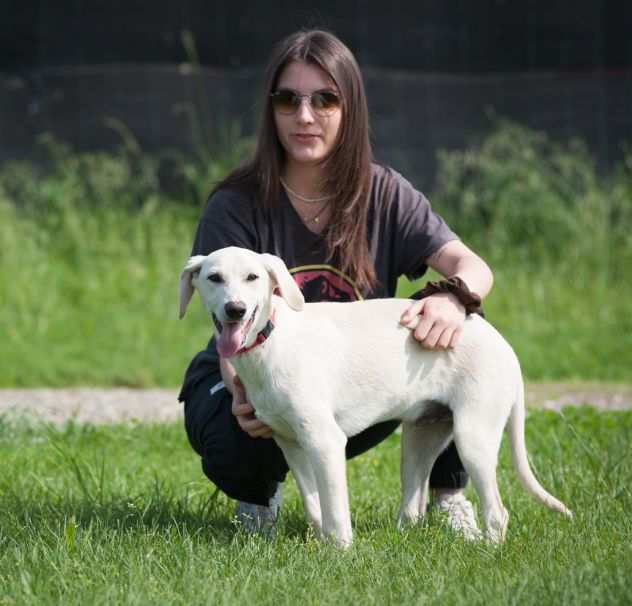 LABRADOR INCROCIO, CUCCIOLO 5 MESI, ASTRO, CERCA CASA