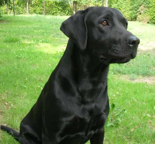 Labrador maschio per accoppiamento