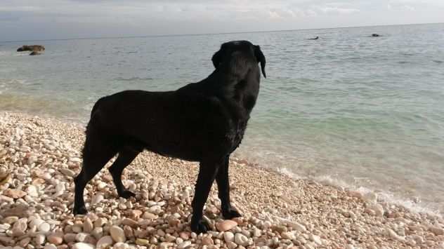 Labrador maschio per accoppiamento