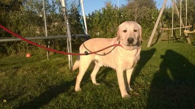 LABRADOR MIELE ADULTA ADOZIONE