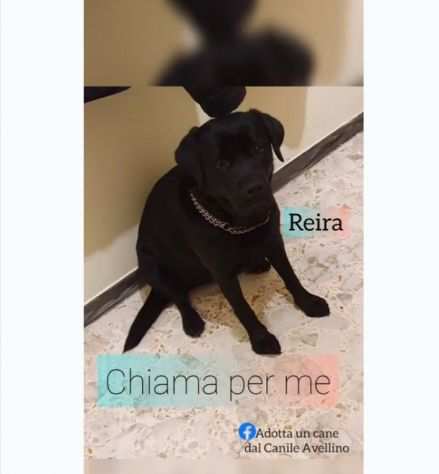 Labrador nera 2anni PADRONE MALATO BENEVENTO