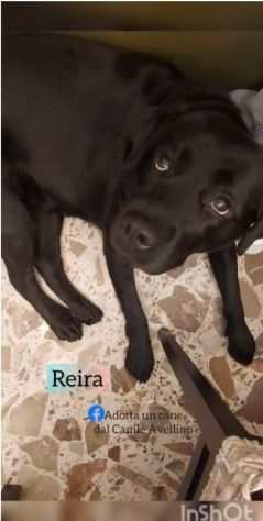 Labrador nera 2anni PADRONE MALATO BENEVENTO