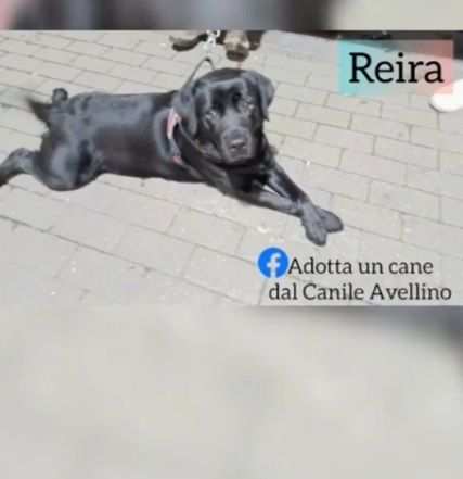 Labrador nera 2anni PADRONE MALATO BENEVENTO