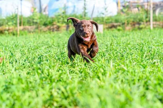 LABRADOR RETRIEVER CUCCIOLI