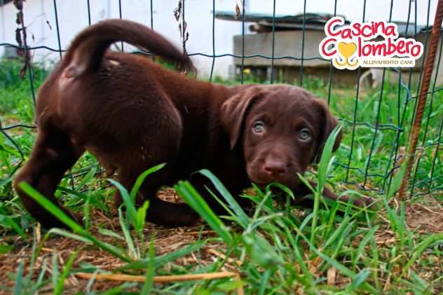 LABRADOR RETRIEVER CUCCIOLI