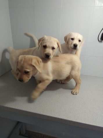 LABRADOR RETRIEVER CUCCIOLI