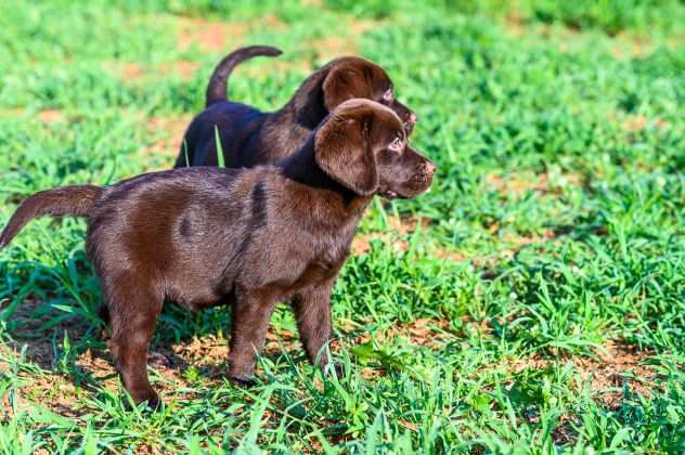 LABRADOR RETRIEVER CUCCIOLI