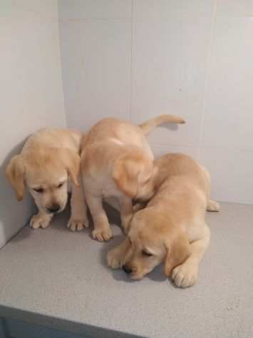 LABRADOR RETRIEVER CUCCIOLI