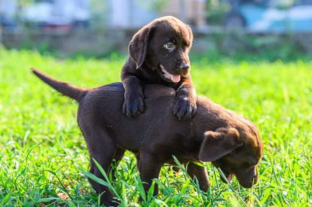 LABRADOR RETRIEVER CUCCIOLI