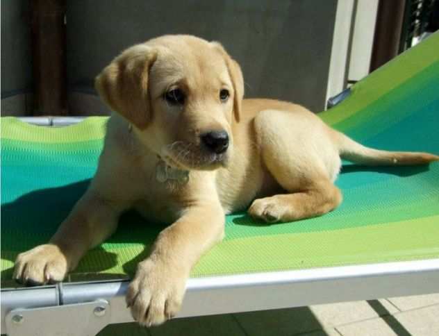 LABRADOR RETRIEVER CUCCIOLI