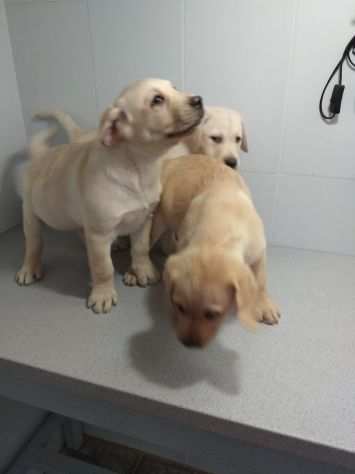 LABRADOR RETRIEVER CUCCIOLI