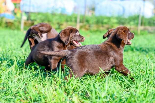 LABRADOR RETRIEVER CUCCIOLI