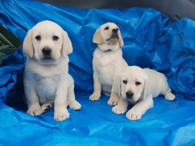 LABRADOR RETRIEVER CUCCIOLI