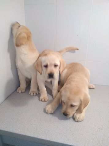 LABRADOR RETRIEVER CUCCIOLI