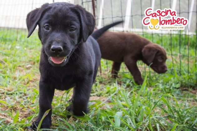 LABRADOR RETRIEVER CUCCIOLI