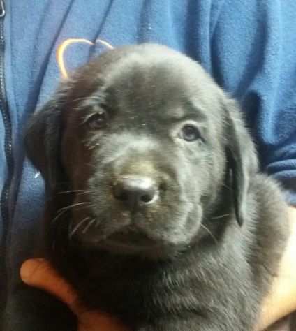 LABRADOR RETRIEVER CUCCIOLI