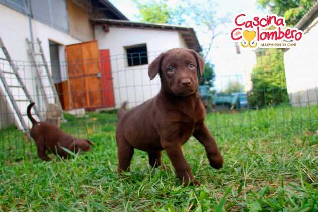 LABRADOR RETRIEVER CUCCIOLI