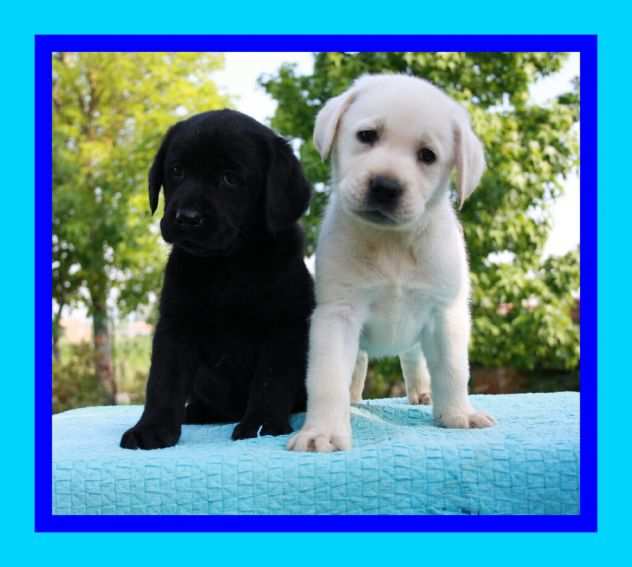 Labrador retriever cuccioli biondi e neri